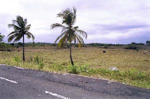 Palmen und abgeerntetes Zuckerrohrfeld