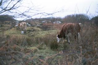 Spiddal landscape with cows